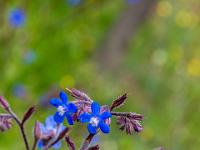 Blüten der Italienischen Ochsenzunge